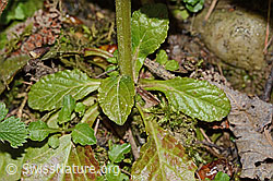 Ajuga reptans (C328928)
