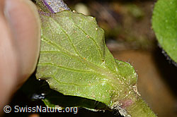 Ajuga reptans (C328929)