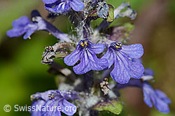 Ajuga reptans (C328930)