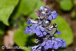 Ajuga reptans (C328931)