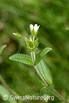 Quell-Hornkraut (Cerastium fontanum spp. fontanum) (10.05.2025, C328943)