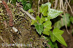 Efeu (Hedera helix) (10.05.2025, C328967)