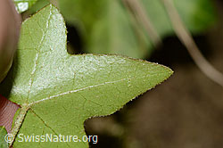 Foto: Efeu (Hedera helix)