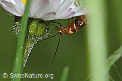Rotgelber Weichkäfer (Rhagonycha fulva) an Gänseblümchen (Bellis perennis) (C328972) Rotgelber Weichkäfer (Rhagonycha fulva) an Gänseblümchen (Bellis perennis) (C328972)