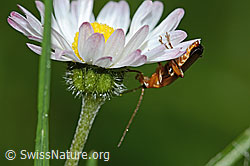 Rotgelber Weichkäfer (Rhagonycha fulva) an Gänseblümchen (Bellis perennis) (C328975) Rotgelber Weichkäfer (Rhagonycha fulva) an Gänseblümchen (Bellis perennis) (C328975)