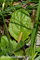 Bellis perennis (C328979)