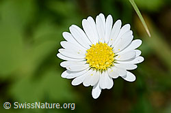 Bellis perennis (C328980)
