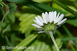 Gänseblümchen (Bellis perennis) (C328982)