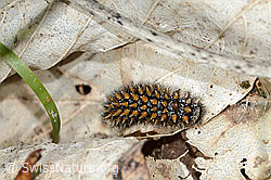Wachtelweizen-Scheckenfalter Raupe (Melitaea athalia) (10.05.2025, C329130)