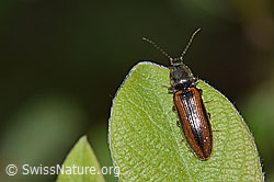 Photo: Athous vittatus