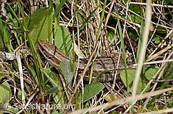 Waldeidechse (Zootoca vivipara) (C329202) Waldeidechse (Zootoca vivipara) (C329202)