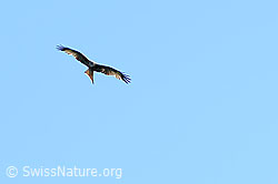 Milvus milvus (C329203)