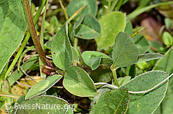 Rot-Klee (Trifolium pratense) (C329268)