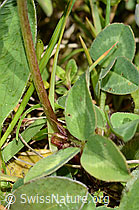 Rot-Klee (Trifolium pratense) (C329269)