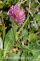Rot-Klee (Trifolium pratense) (C329274)