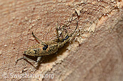 Schwarzfleckiger Zangenbock (Rhagium mordax) (C329576) Schwarzfleckiger Zangenbock (Rhagium mordax) (C329576)