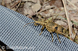 Schwarzfleckiger Zangenbock (Rhagium mordax) (C329616) Schwarzfleckiger Zangenbock (Rhagium mordax) (C329616)