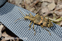 Schwarzfleckiger Zangenbock (Rhagium mordax) (C329619) Schwarzfleckiger Zangenbock (Rhagium mordax) (C329619)
