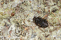 Gemeiner Hüpferling (Saldula saltatoria) (C329625)