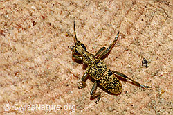 Schwarzfleckiger Zangenbock (Rhagium mordax) (C329629) Schwarzfleckiger Zangenbock (Rhagium mordax) (C329629)