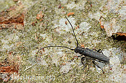 Zylindrischer Walzenhalsbock (Phytoecia cylindrica) (C329655) Zylindrischer Walzenhalsbock (Phytoecia cylindrica) (C329655)