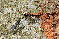 Zylindrischer Walzenhalsbock (Phytoecia cylindrica) (C329657) Zylindrischer Walzenhalsbock (Phytoecia cylindrica) (C329657)