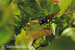 Foto: Amblyjoppa fuscipennis (Schlupfwespe) auf Gewöhnlicher Berberitze (Berberis vulgaris)