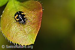 Photo: Ceratomegilla alpina on Berberis vulgaris