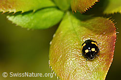Photo: Ceratomegilla alpina on Berberis vulgaris