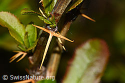 Berberis vulgaris (C330124)