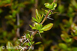 Gewöhnliche Berberitze (Berberis vulgaris) (16.05.2025, C330125)