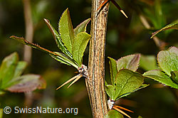 Berberis vulgaris (C330129)