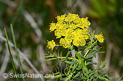 Zypressen-Wolfsmilch (Euphorbia cyparissias) (16.05.2025, C330177)