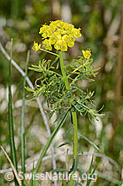 Zypressen-Wolfsmilch (Euphorbia cyparissias) (16.05.2025, C330178)