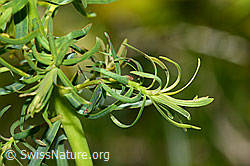 Euphorbia cyparissias (C330181)