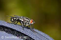 Graue Fleischfliege (Sarcophaga carnaria) (C330194) Graue Fleischfliege (Sarcophaga carnaria) (C330194)
