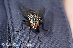 Graue Fleischfliege (Sarcophaga carnaria) (C330197) Graue Fleischfliege (Sarcophaga carnaria) (C330197)