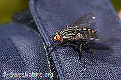 Graue Fleischfliege (Sarcophaga carnaria) (C330199) Graue Fleischfliege (Sarcophaga carnaria) (C330199)