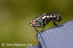 Graue Fleischfliege (Sarcophaga carnaria) (C330201) Graue Fleischfliege (Sarcophaga carnaria) (C330201)