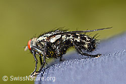 Graue Fleischfliege (Sarcophaga carnaria) (C330202) Graue Fleischfliege (Sarcophaga carnaria) (C330202)