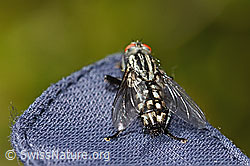 Graue Fleischfliege (Sarcophaga carnaria) (C330204) Graue Fleischfliege (Sarcophaga carnaria) (C330204)