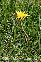 Taraxacum officinale (C330214)