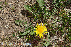 Gewöhnlicher Löwenzahn (Taraxacum officinale) (16.05.2025, C330215)