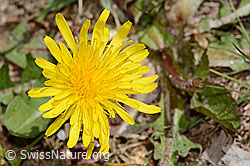Taraxacum officinale (C330216)
