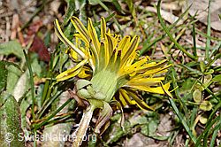 Gewöhnlicher Löwenzahn (Taraxacum officinale) (16.05.2025, C330217)