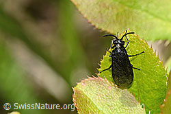 Arge berberidis on Berberis vulgaris (C330229) Arge berberidis on Berberis vulgaris (C330229)