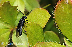 Arge berberidis on Berberis vulgaris (C330233) Arge berberidis on Berberis vulgaris (C330233)
