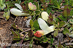 Buchsblättrige Kreuzblume (Polygala chamaebuxus) (16.05.2025, C330261)