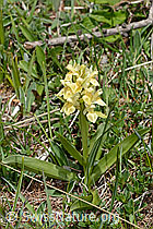 Holunder-Knabenkraut (Dactylorhiza sambucina) (16.05.2025, C330270)