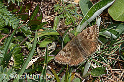Dunkler Dickkopffalter (Erynnis tages) (C330275) Dunkler Dickkopffalter (Erynnis tages) (C330275)